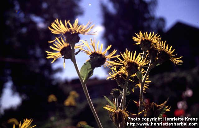 Photo: Inula helenium 6.