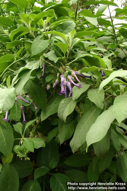 Photo: Iochroma calycinum 1.