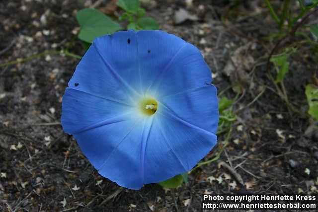 Photo: Ipomoea tricolor 5.