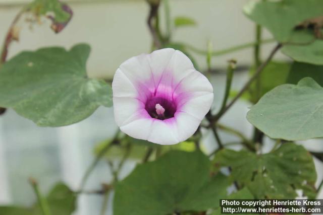 Photo: Ipomoea batatas 5.