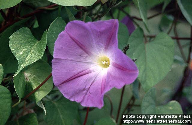 Photo: Ipomoea tricolor 3.