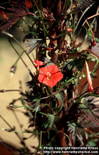 Photo: Ipomoea x multifida 1.