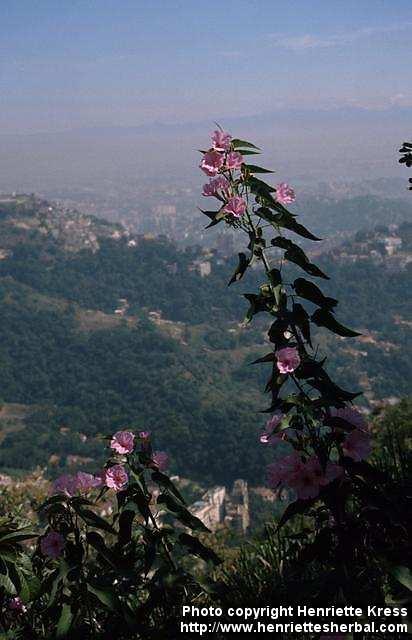 Photo: Ipomoea carnea.