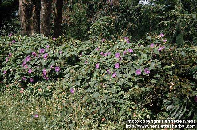 Photo: Ipomoea purpurea 4.