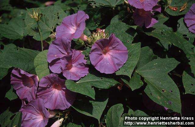 Photo: Ipomoea purpurea 5.