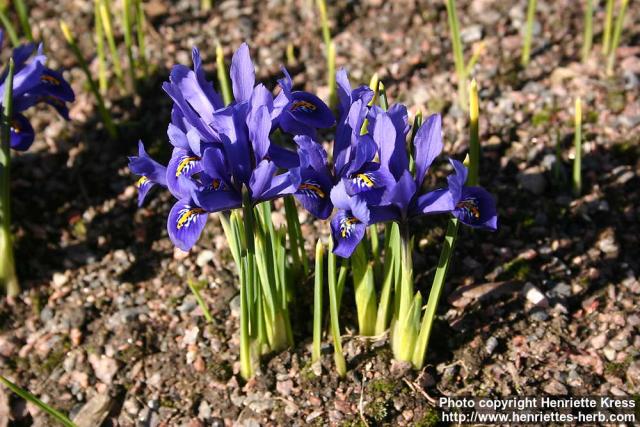 Photo: Iris reticulata 3.