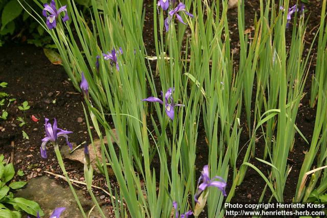 Photo: Iris missouriensis.