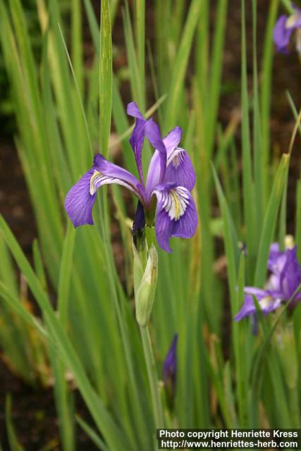 Photo: Iris missouriensis 1.