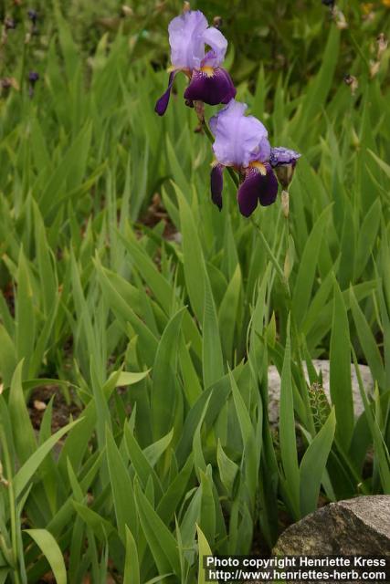 Photo: Iris x germanica 4.