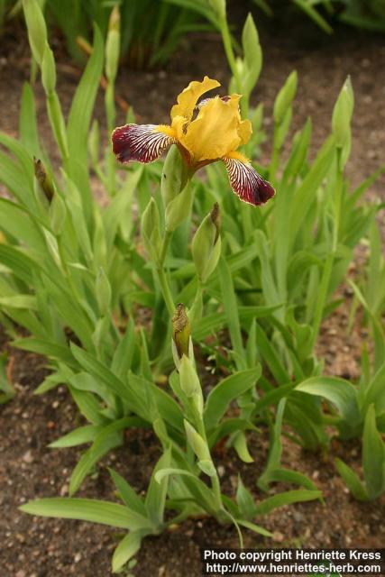 Photo: Iris variegata 2.