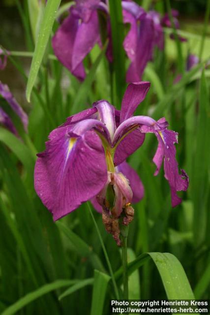 Photo: Iris ensata 1.