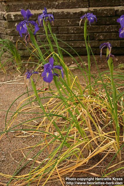 Photo: Iris latifolia.