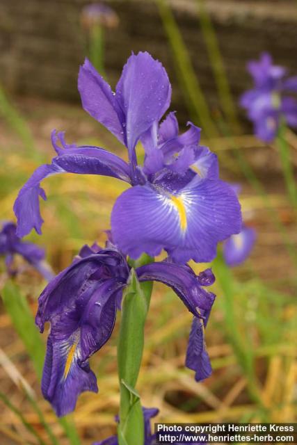 Photo: Iris latifolia 1.