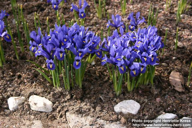 Photo: Iris reticulata 5.