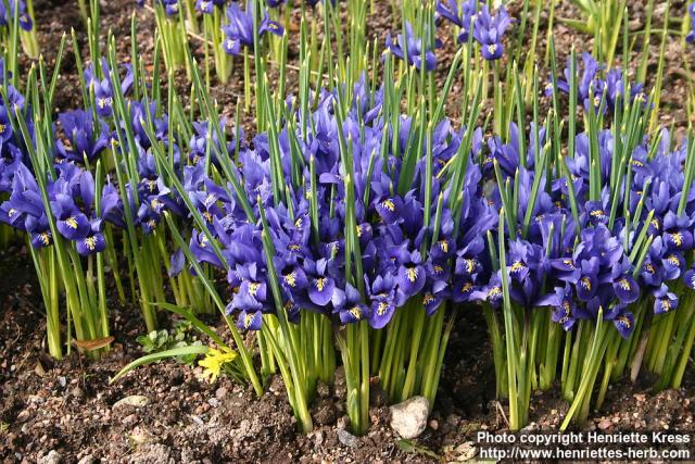 Photo: Iris reticulata 6.