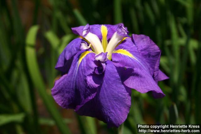 Photo: Iris 17.