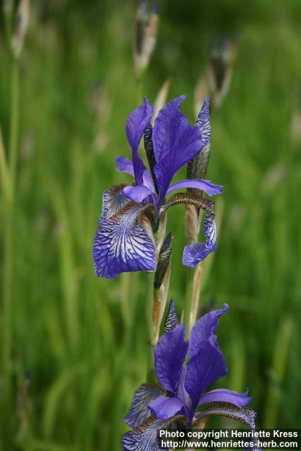 Photo: Iris sibirica 3.