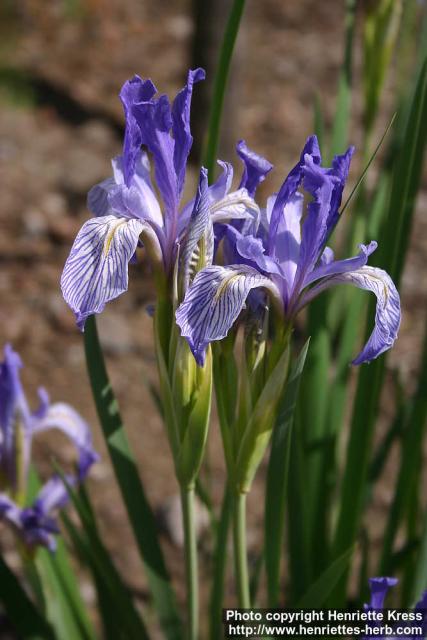 Photo: Iris missouriensis 3.