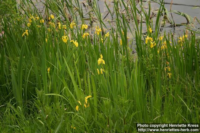 Photo: Iris pseudacorus 7.