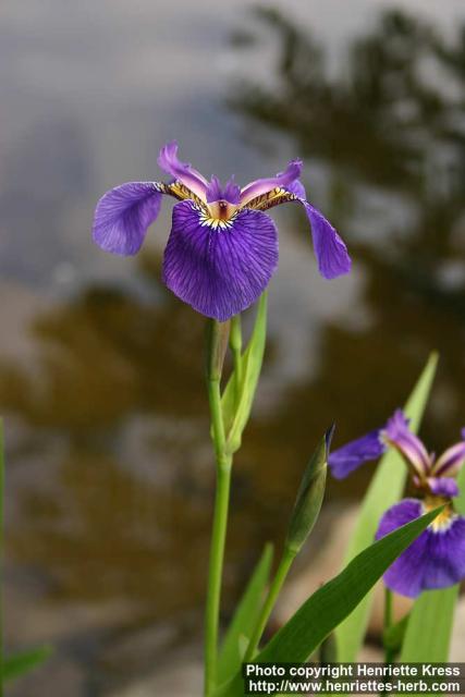 Photo: Iris setosa 2.