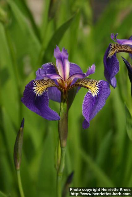 Photo: Iris setosa 3.