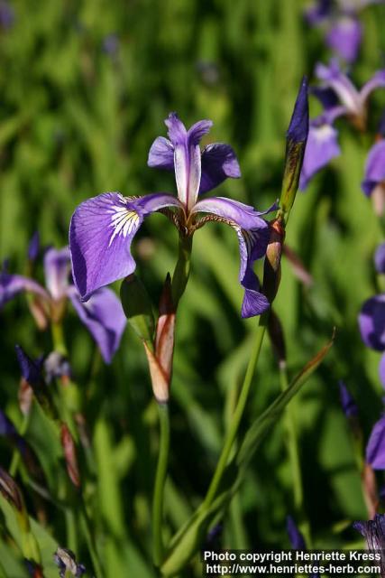 Photo: Iris sanguinea 1.