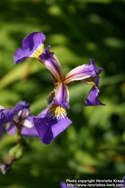 Photo: Iris sanguinea 2.