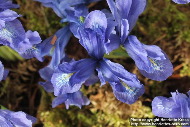 Photo: Iris histrioides 3.