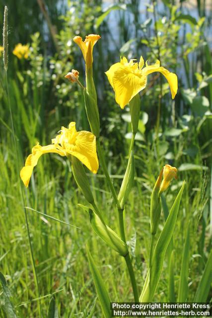 Photo: Iris pseudacorus 11.