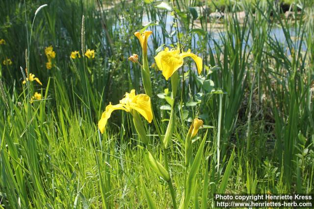 Photo: Iris pseudacorus 12.