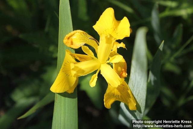 Photo: Iris pseudacorus 13.