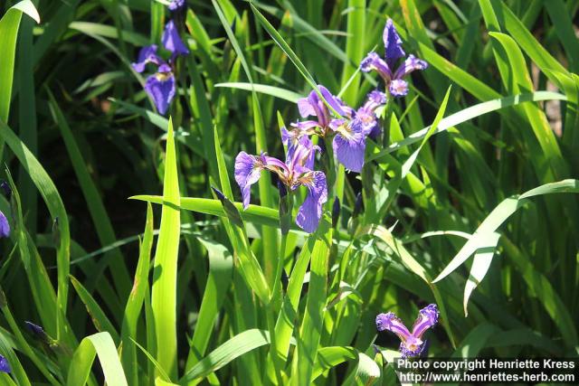 Photo: Iris setosa 6.