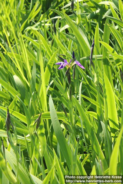 Photo: Iris laevigata 2.