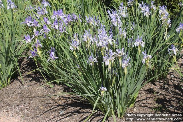 Photo: Iris missouriensis 05.