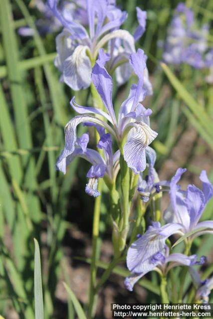 Photo: Iris missouriensis 08.