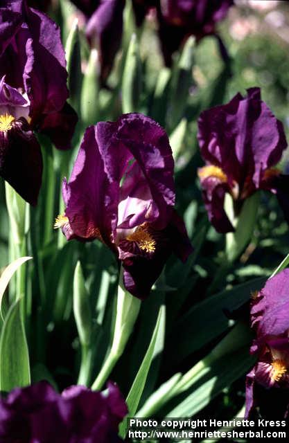 Photo: Iris 5.