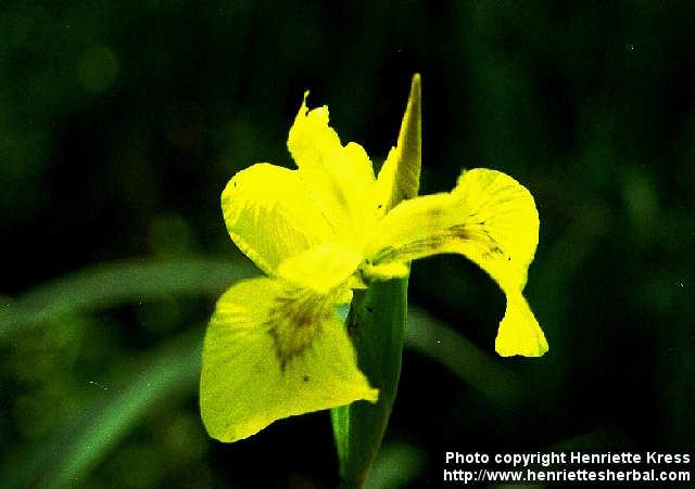 Photo: Iris pseudacorus 2.