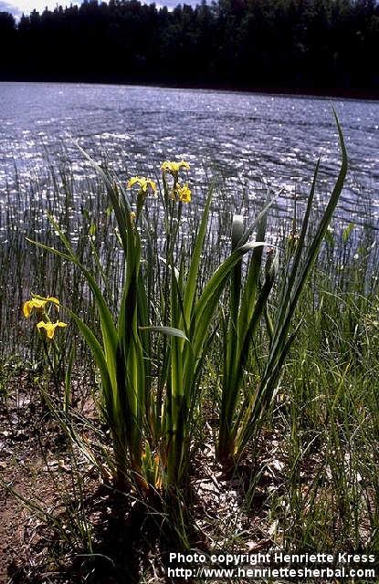 Photo: Iris pseudacorus.