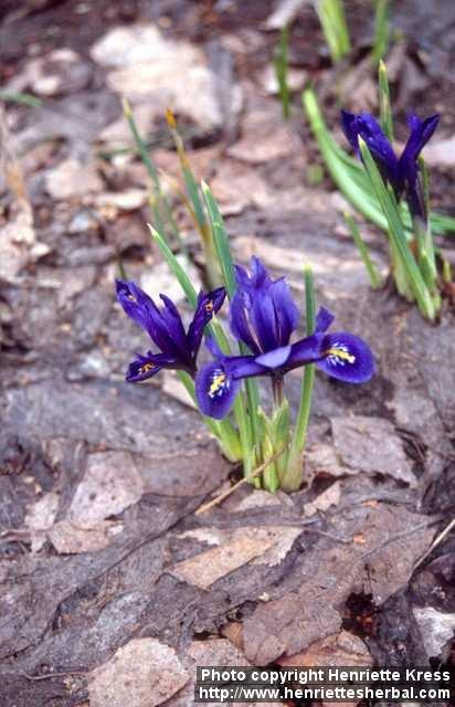 Photo: Iris reticulata 2.