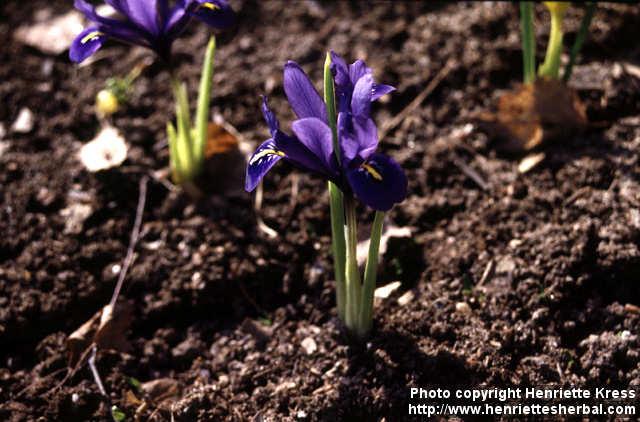 Photo: Iris reticulata.