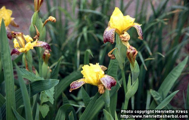 Photo: Iris variegata 1.