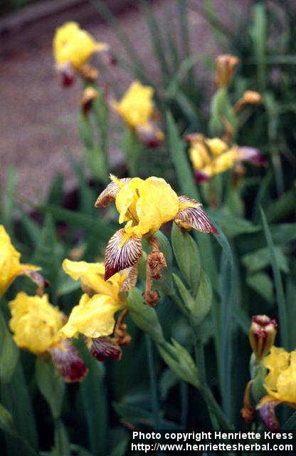 Photo: Iris variegata.