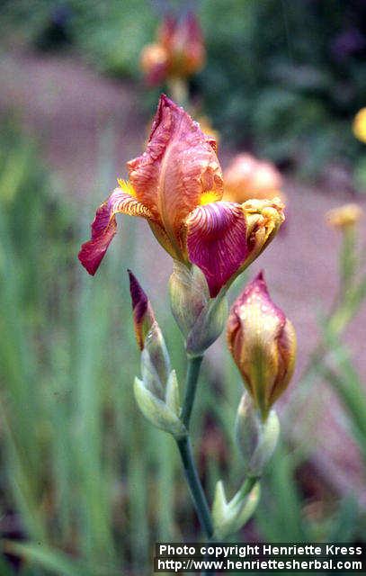 Photo: Iris x germanica 1.