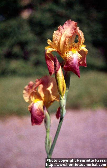 Photo: Iris x germanica 3.