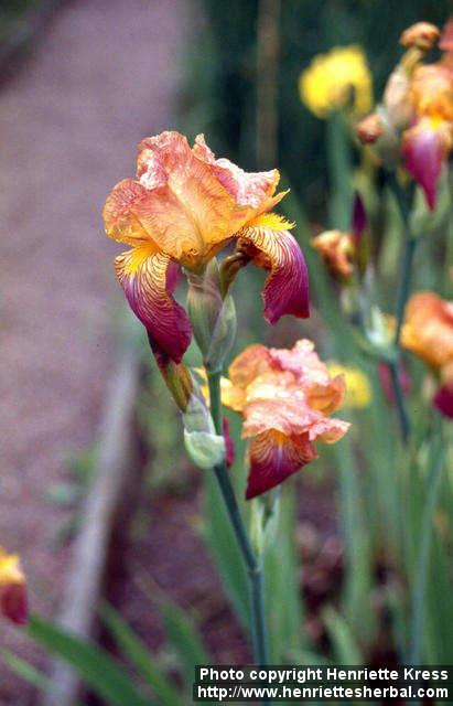 Photo: Iris x germanica.