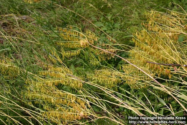 Photo: Isatis tinctoria 11.