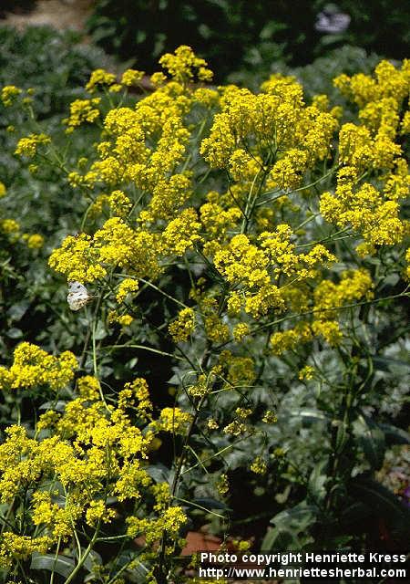 Photo: Isatis tinctoria 4.