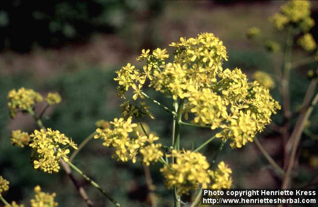 Photo: Isatis tinctoria 8.