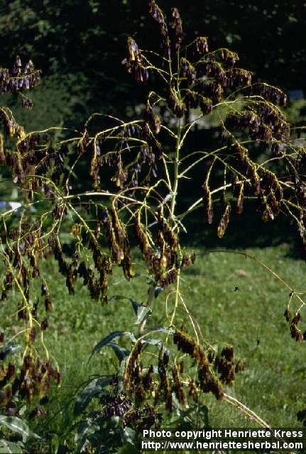 Photo: Isatis tinctoria.