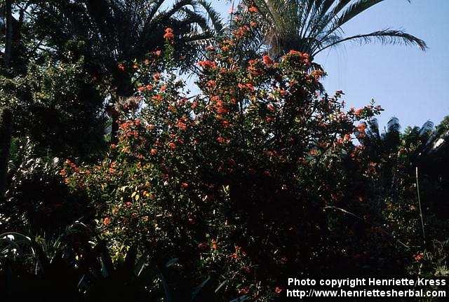 Photo: Ixora coccinea 1.